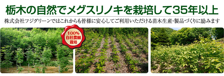 栃木の自然でメグスリノキを栽培して35年以上　株式会社フジグリーンではこれからも皆様に安心してご利用いただける苗木生産・製品づくりに励みます